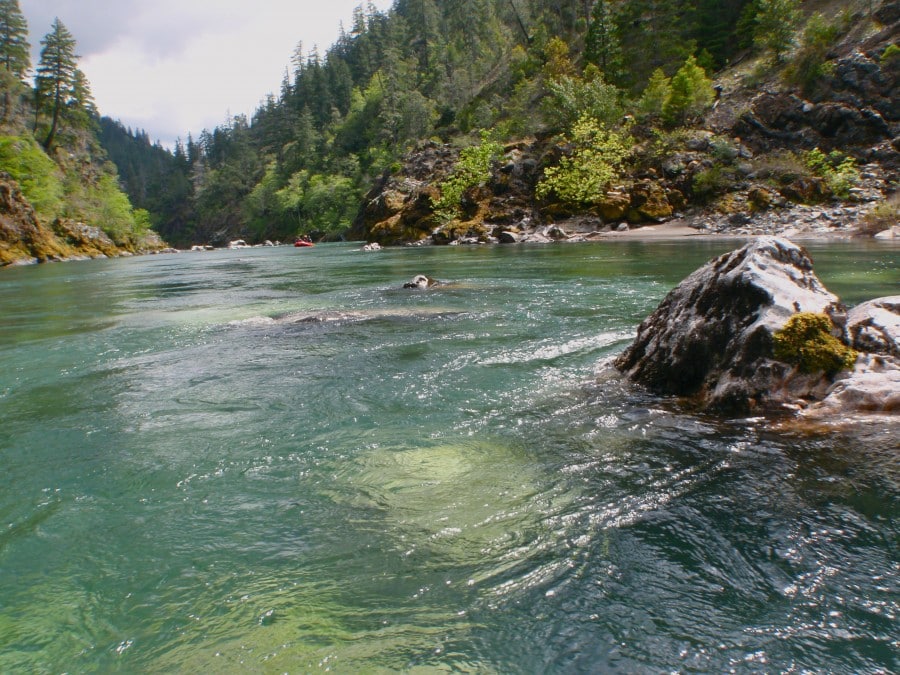 Rafting the Illinois River in Southern OregonSundance Kayak School